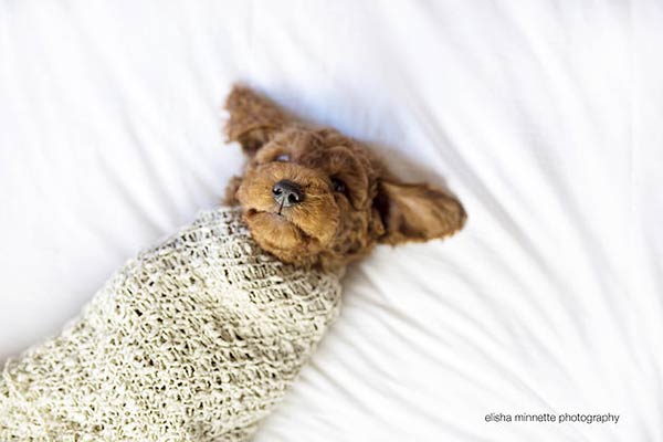 Couple Takes Newborn Photos With Their Dog