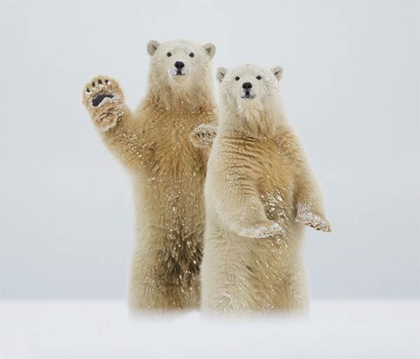 Polar Bears Waving