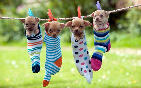Puppies Hanging From Socks