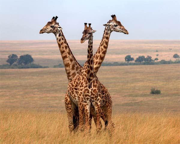 Three-Headed Giraffe