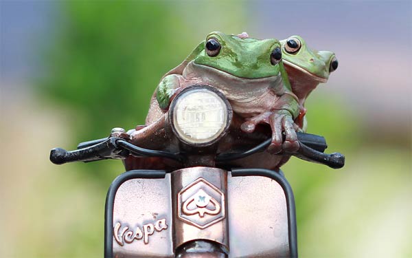 Tree Frogs Hopped Onto A Toy Vespa