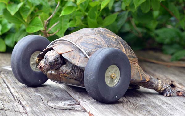 Tortoise Gets Wheels In Place Of Injured Legs