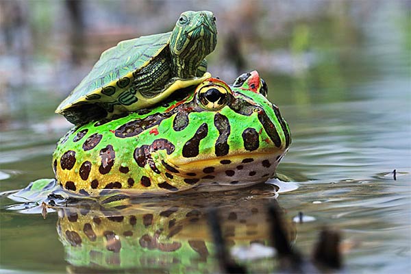 Turtle Riding Frog