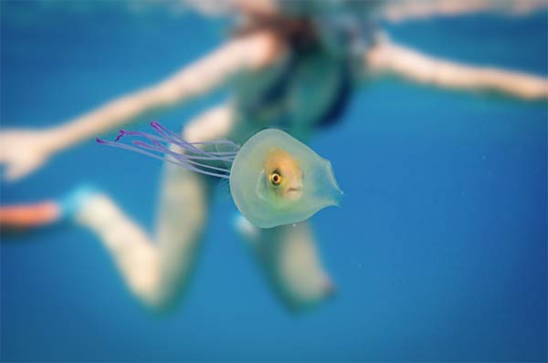 Fish Trapped Inside Jellyfish