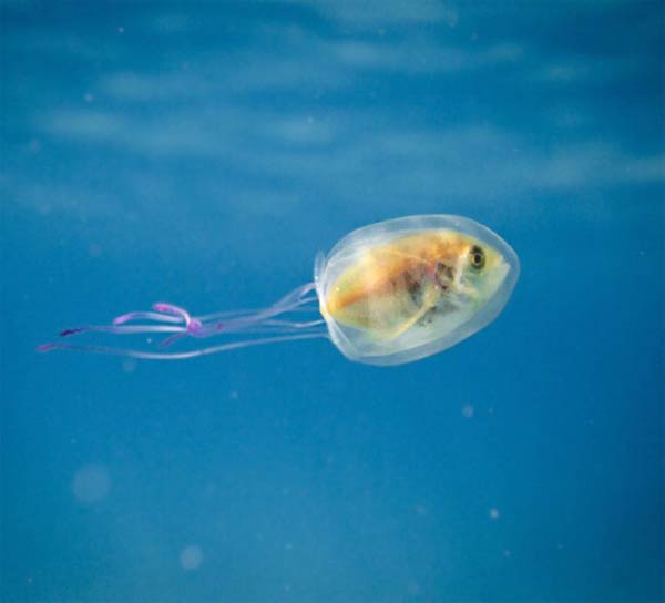 Fish Trapped Inside Jellyfish