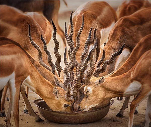 Bouquet of Horns