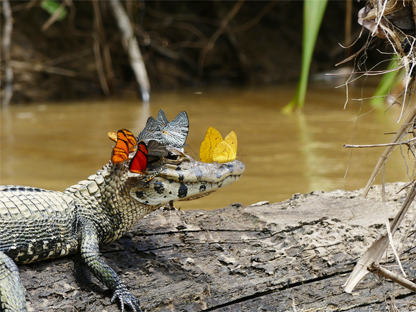 Caiman Wearing Crown of Butterflies