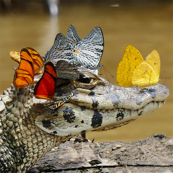 Caiman Wearing Crown of Butterflies