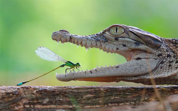 Damselfly Rests Inside Crocodile's Open Jaws