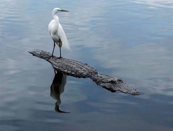 Brave Egret Rides On The Back Of Alligator