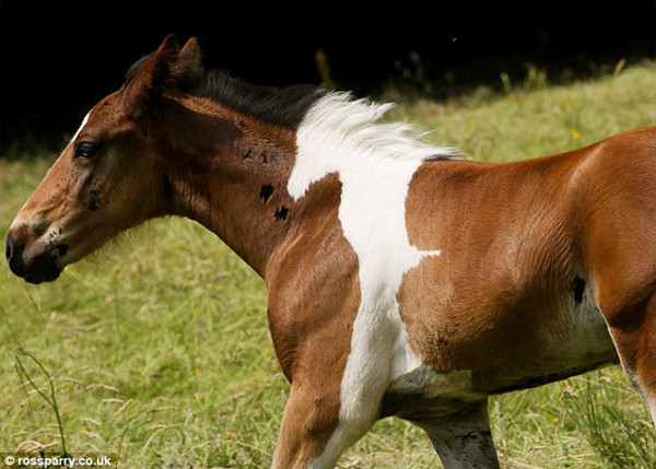 Foal Born with Another Horse Marking