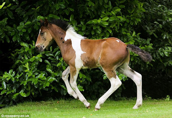 Foal Born with Another Horse Marking