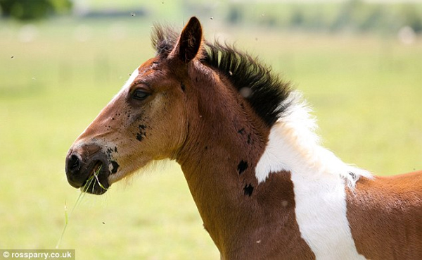 Foal Born with Another Horse Marking