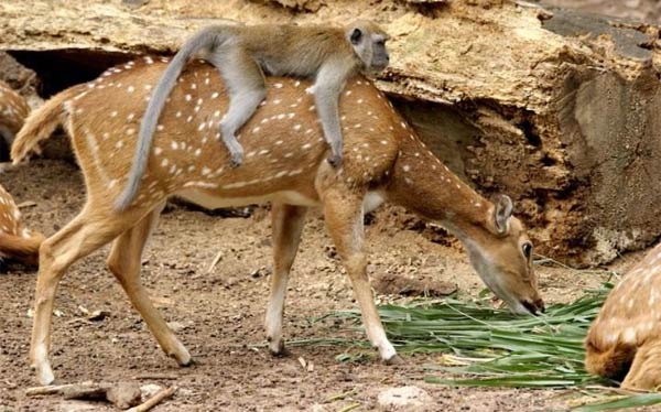 Mischievous Monkey Rides On A Friendly Deer 