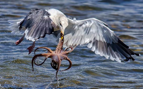 Hungry Gull Taking Challenge of Catching & Killing Octopus