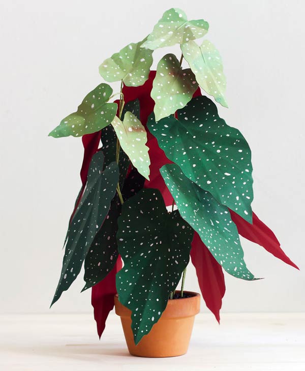Paper Plants by Corrie Beth Hogg