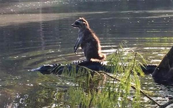 Raccoon Riding Alligator