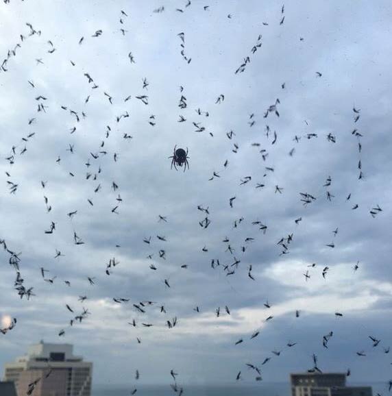 Mosquitoes Trapped In Spider-Web
