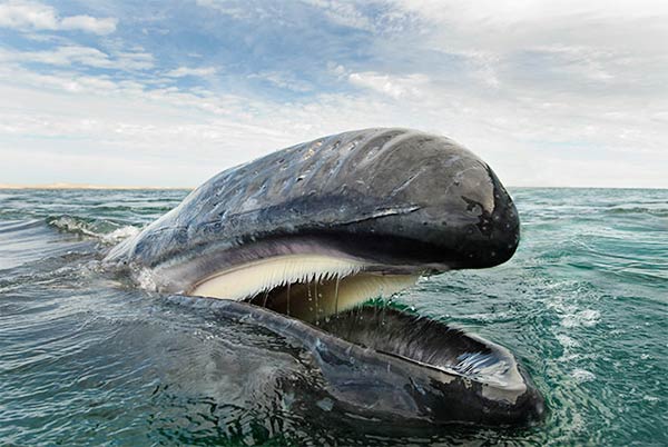 Majestic Whale Photography