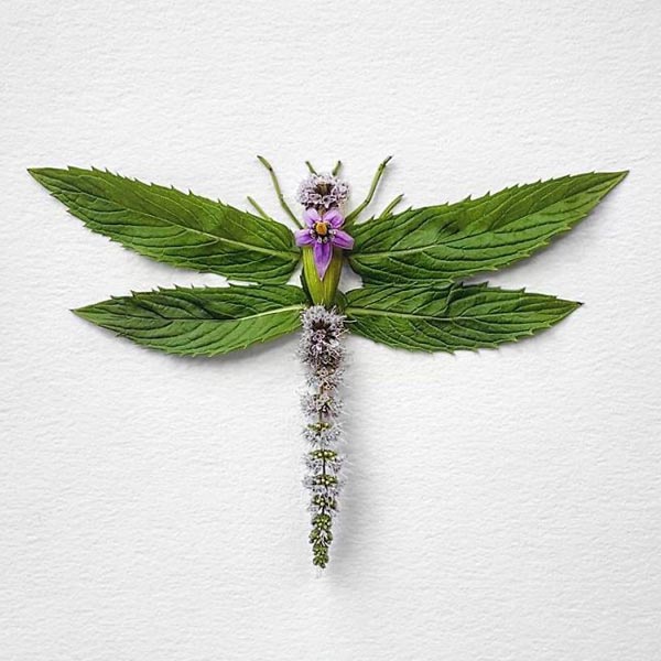 A series of Insects made of Flowers