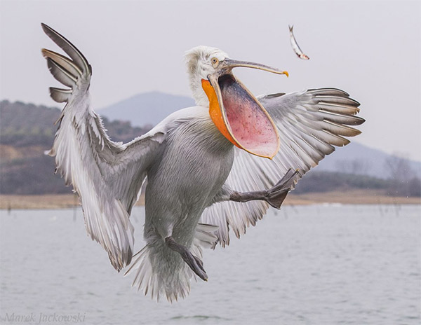 Dalmatian Pelican Catching Fish