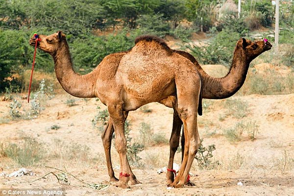 One Hump or Two?