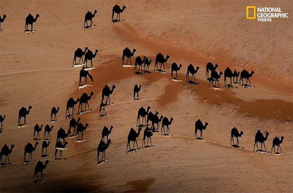 Camel Shadows in the Desert