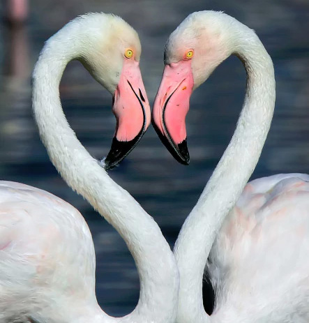 Flamingos Create Heart Shape