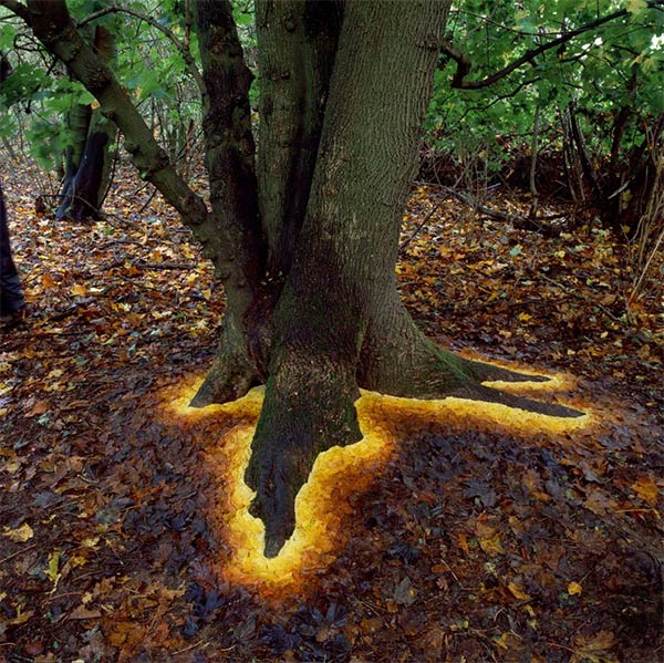 Carefully Arranged Leaves Make This Tree Glow