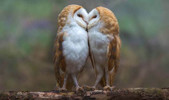 Adorable Moment Two Barn Owls Pucker Up For The Camera