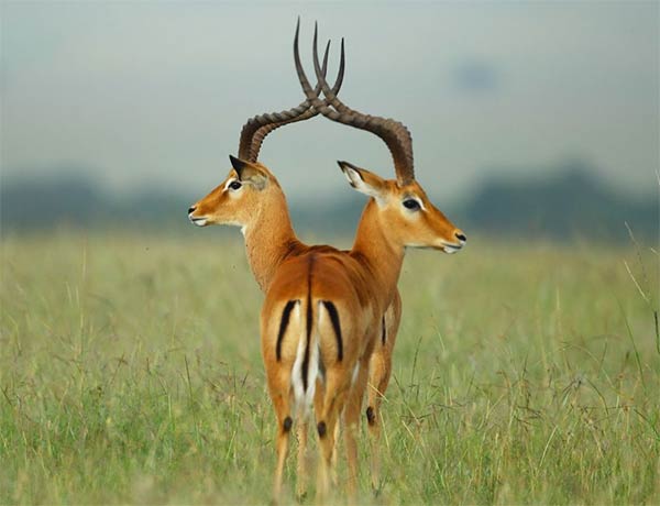 Two-Headed Gazelle