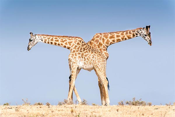 Giraffe Neck