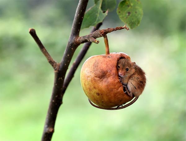 Genius mouse sleeps inside half-eaten apple