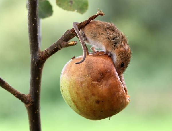 Genius mouse sleeps inside half-eaten apple