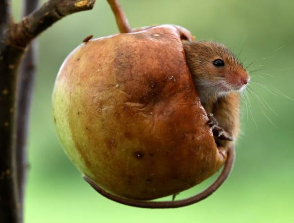 Genius mouse sleeps inside half-eaten apple