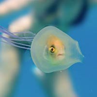 Fish Trapped Inside A Jellyfish