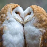 Adorable Moment Two Barn Owls Kisses In Front of Camera