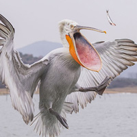 Dalmatian Pelican Catching Fish