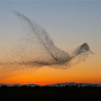 Starlings Formed A Giant Bird Shape