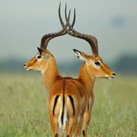 Two-Headed Gazelle