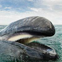 Majestic Whales Photography By Christopher Swann