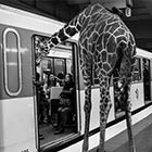 Savanna Animals Took The Paris Metro