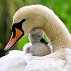 Inspiring Animals Mother’s Love Photos - Part 2