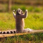 Funny Animals Doing Yoga