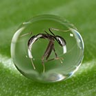 Unlucky Ant Trapped in a Perfect Sphere of Water