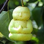 Chinese Farmer Grow Baby Buddha-Shaped Pears