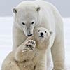 Cute Polar Bear Cub Waves At Tourists