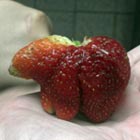 Bear-Shaped Strawberry