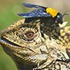 Brave Bee Landed On Lizard's Head