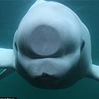 Curious Beluga Whale Squashed Nose with Glass